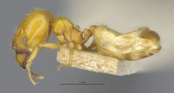 Media type: image;   Entomology 30037 Aspect: habitus lateral view